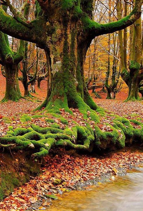 nature-trees-Mossy-Roots-Sintra-Portugal