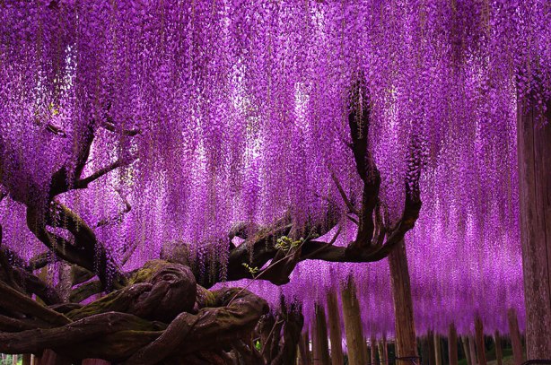 tree-144-year-old-wisteria-in-Japan-by-tungnam.com_.hk_