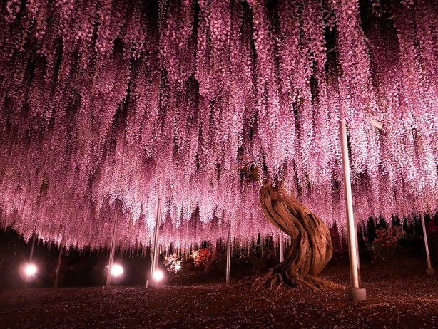 tree-At-1990-square-meters-about-half-an-acre-this-huge-wisteria-is-the-largest-of-its-kind-in-Japan.-By-Y-fu