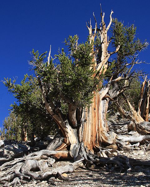 tree-great-basin-bristle-cone-pine-over-5000-years-old