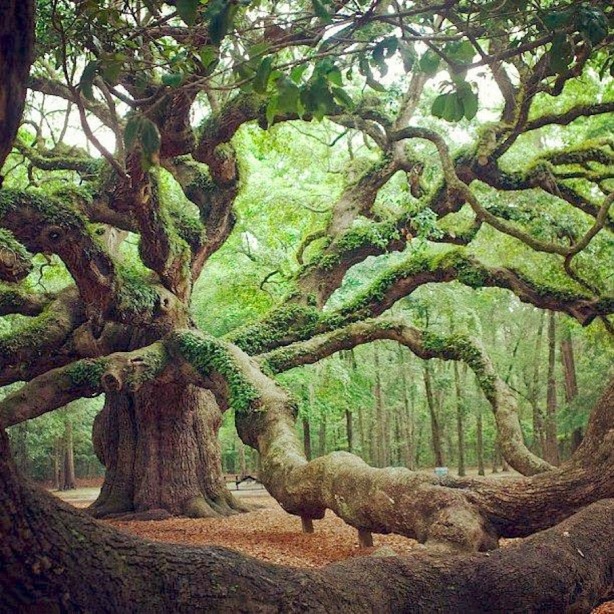 trees-Angel-Oak-Tree-in-Angel-Oak-Park-on-Johns-Island-Southern-Carolina