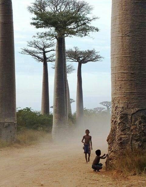 trees-baobob-and-kids