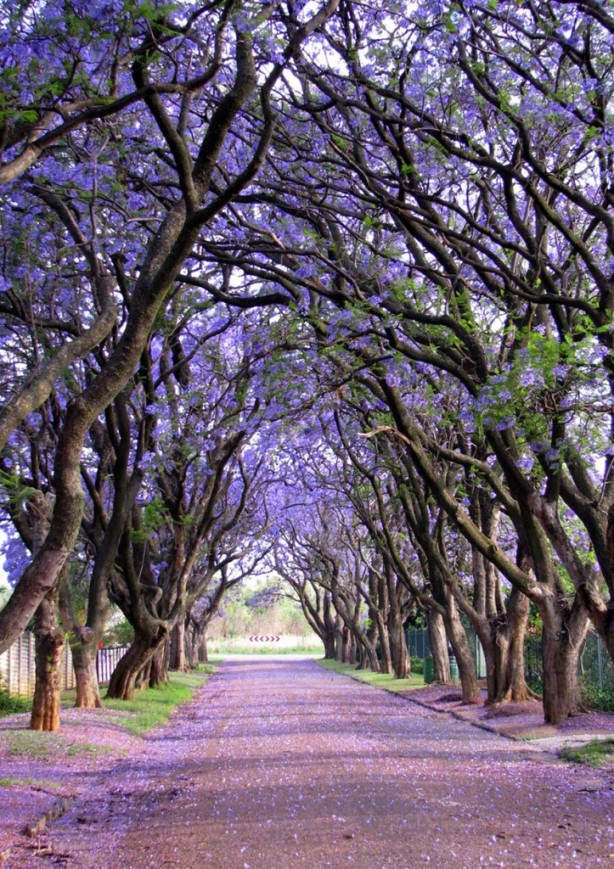 trees-Jacarandas-in-South-Africa-by-Elizabeth-Kendall-723x1024