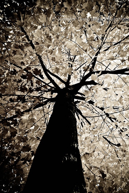 trees-Jennifer-LongJanus-Photo-Arts-on-Flickr