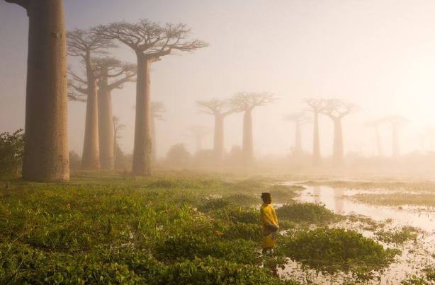 trees-Madagascars-ancient-forest-of-baobab-trees.-via-Dean