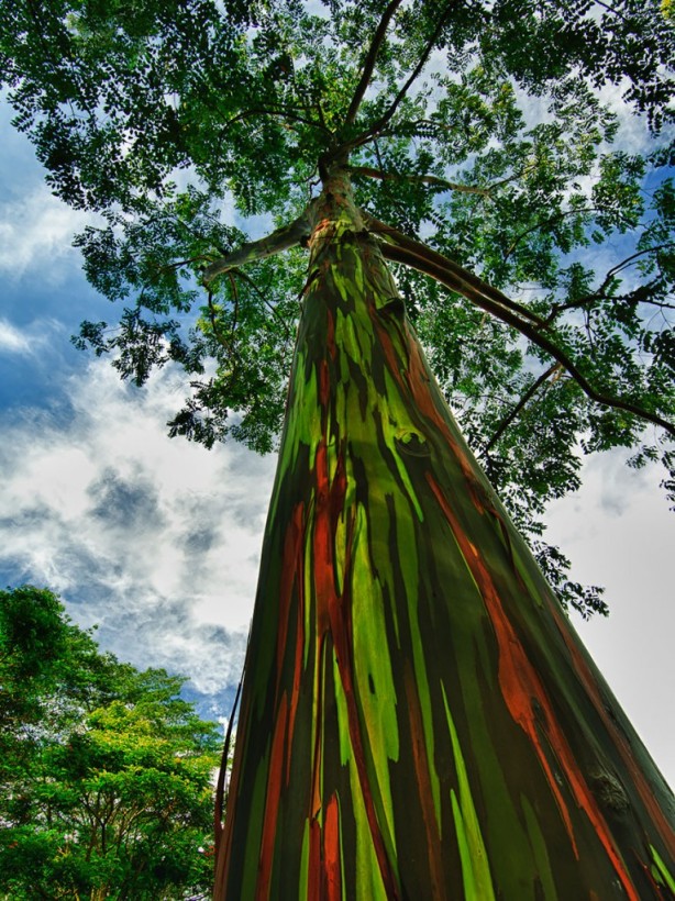 trees-rainbow-eucalyptus-by-jwilsonnorton-766x1024