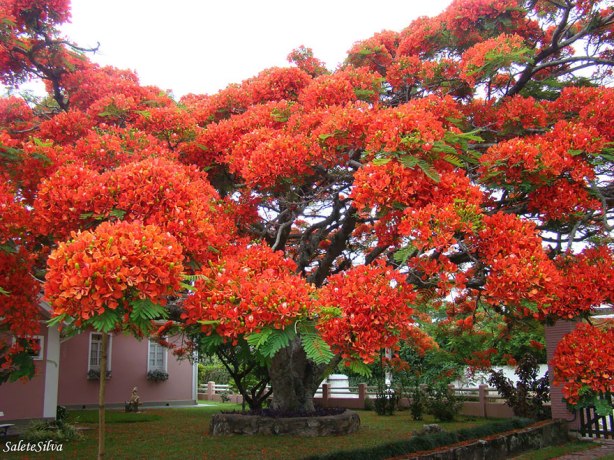 trees-The-flamboyant-tree-is-endemic-to-Madagascar-but-it-grows-in-tropical-areas-around-the-world.-Image-credits-Salete-T-Silva